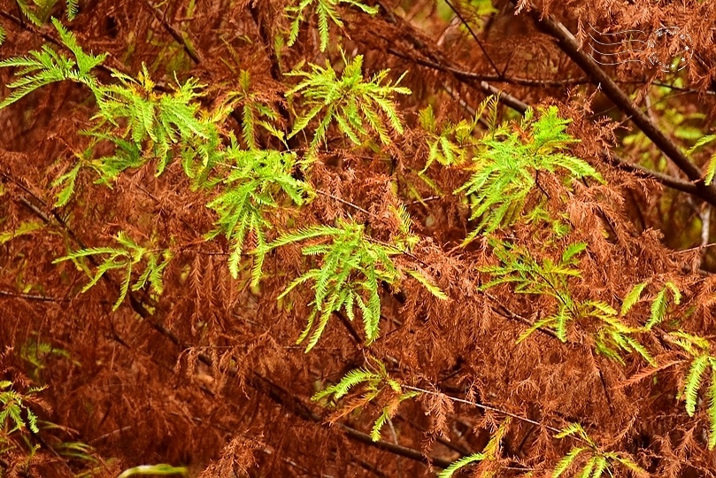 新社新峰農場果園落羽松