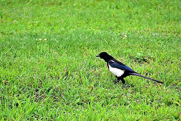 中正河濱公園喜鵲