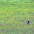 黑頸椋鳥