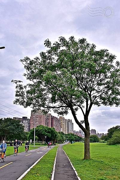 華中河濱公園苦楝樹