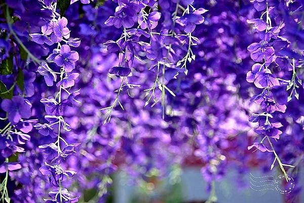 葛瑞絲香草花田