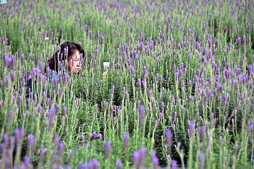 葛瑞絲香草花田