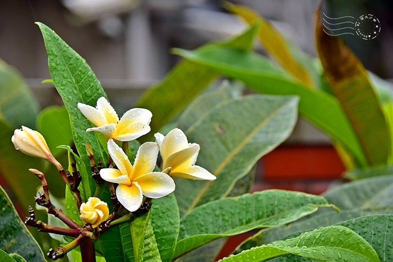 馬祖新村雞蛋花