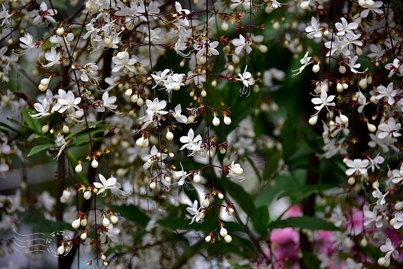 垂枝茉莉