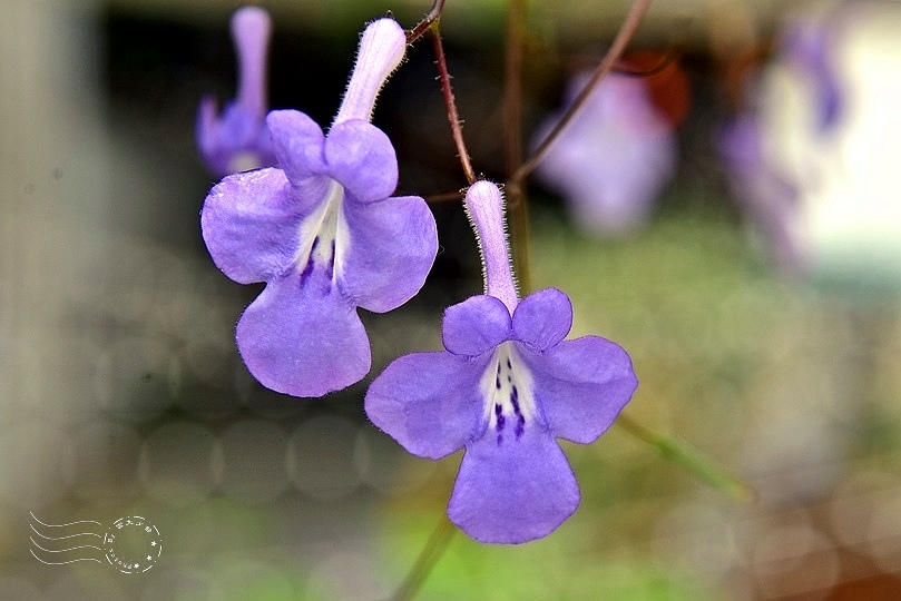 海豚花