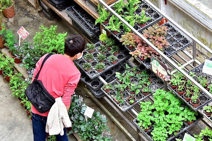 香草菲菲香草博物館