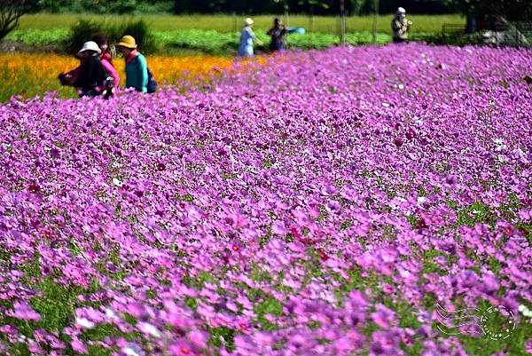 關渡花海2021