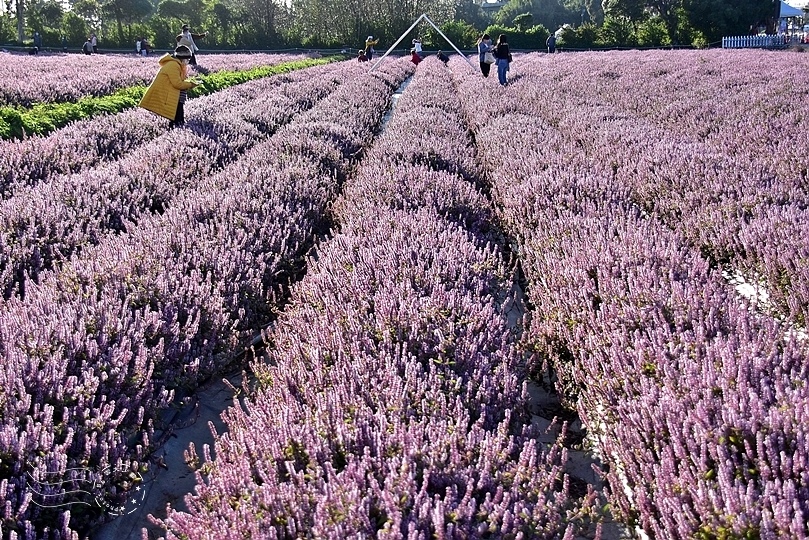 楊梅仙草花節2021