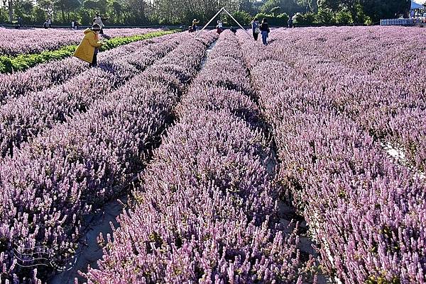 楊梅仙草花節2021