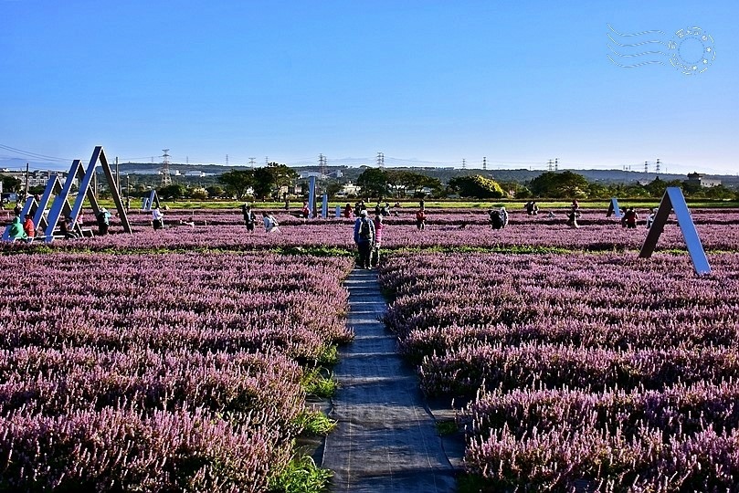 楊梅仙草花節2021