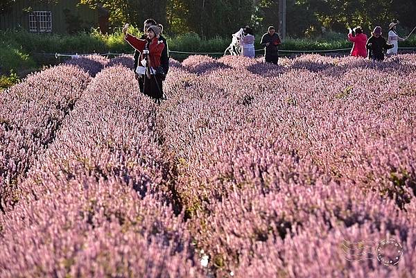 楊梅仙草花節2021