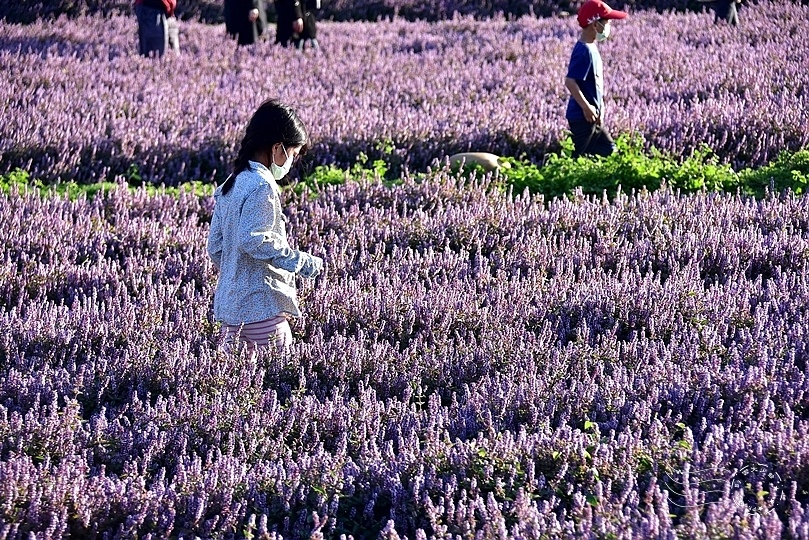 楊梅仙草花節2021