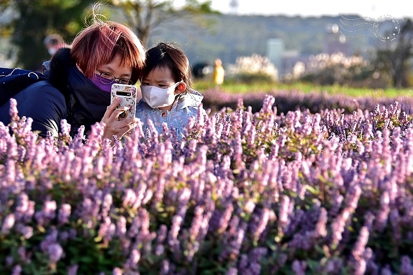 楊梅仙草花節2021