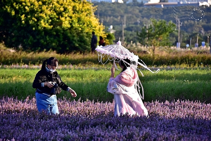 楊梅仙草花節2021