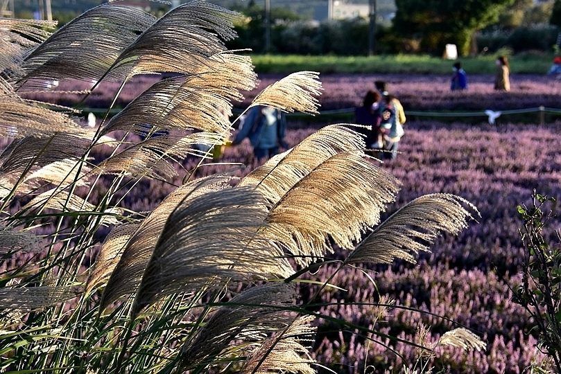 楊梅仙草花節2021