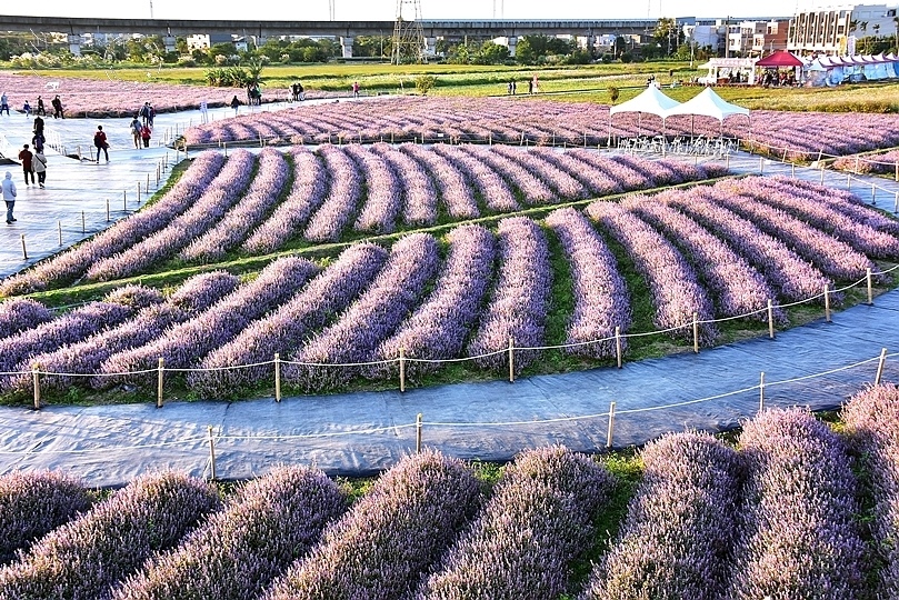 楊梅仙草花節2021