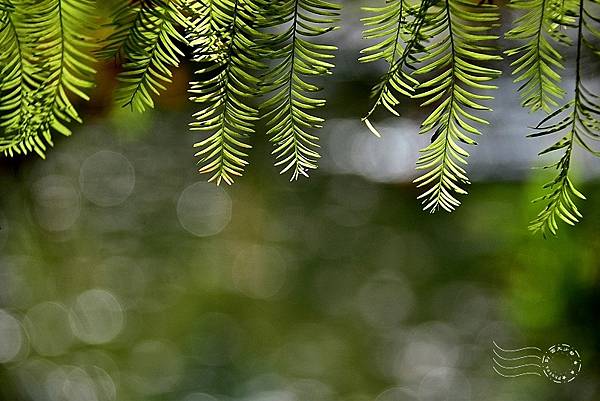 南庄雲水度假森林