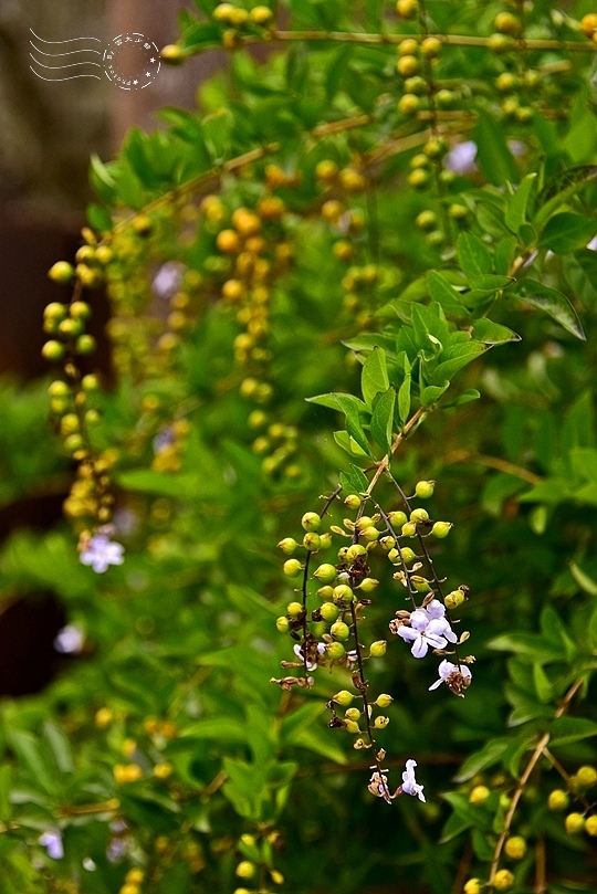 梅山公園金露花