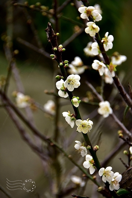 梅山公園梅花