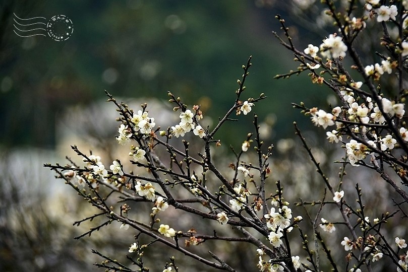 梅山公園梅花