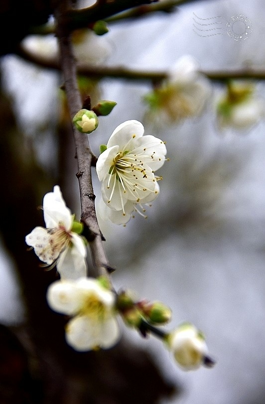 梅山公園梅花