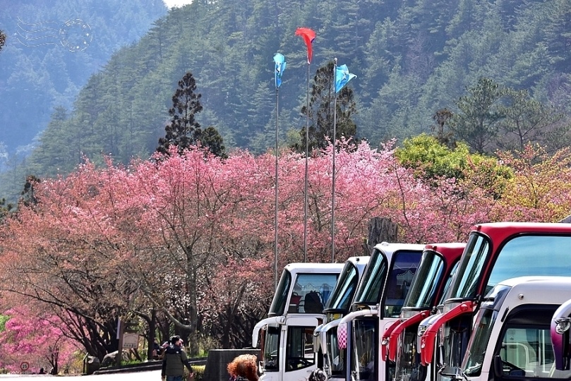 武陵農場櫻花