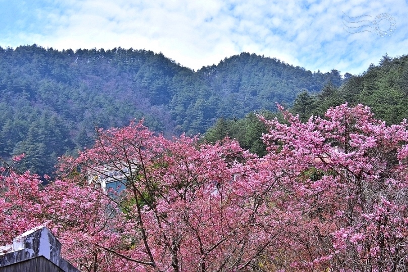 武陵農場櫻花