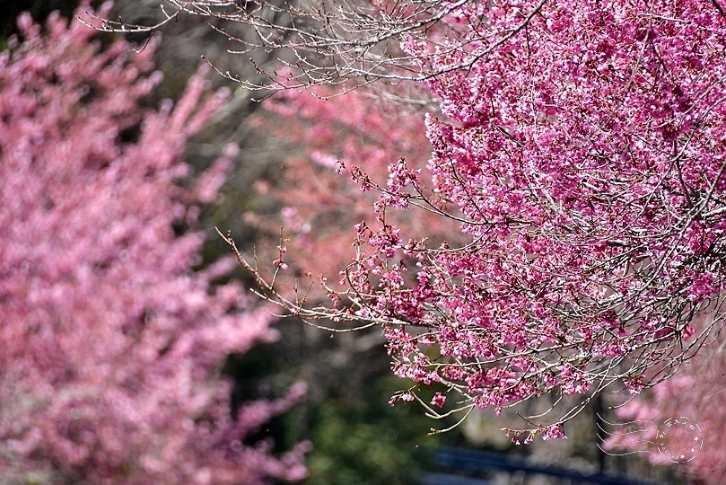 武陵農場櫻花
