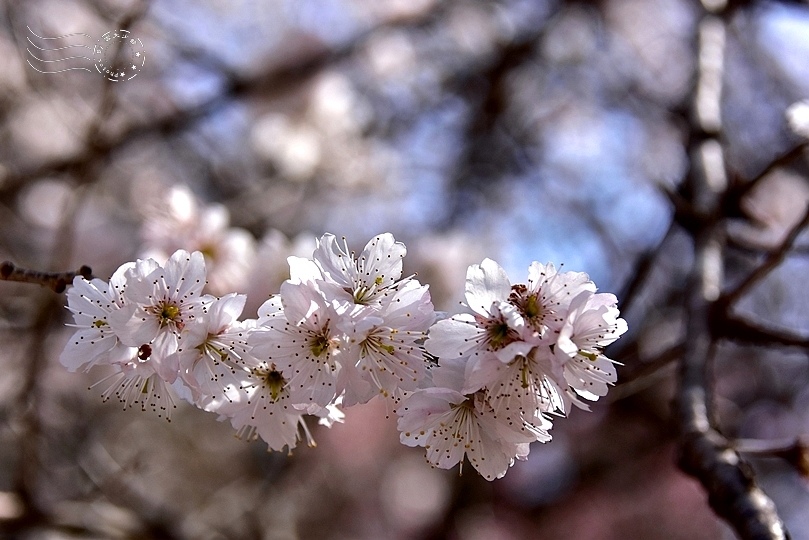武陵農場櫻桃花