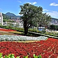 三層崎公園花海