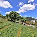 三層崎公園花海