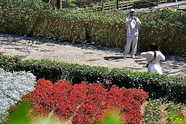 三層崎公園花海