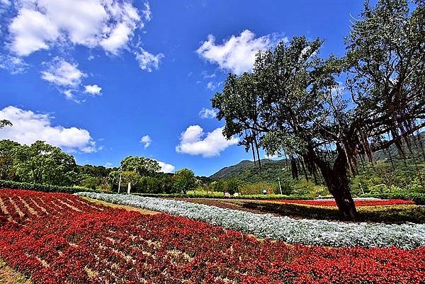 三層崎公園花海