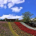 三層崎公園花海