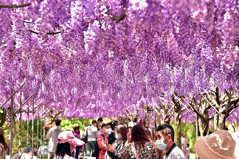 淡水紫藤咖啡園