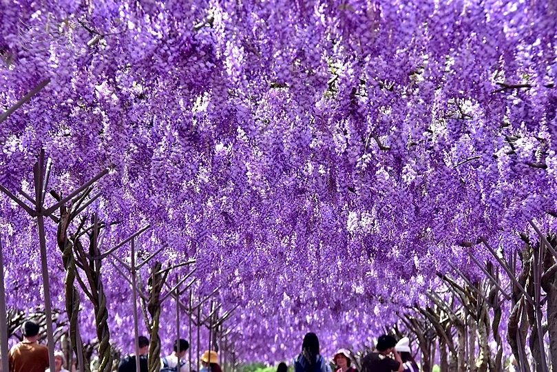 淡水紫藤咖啡園