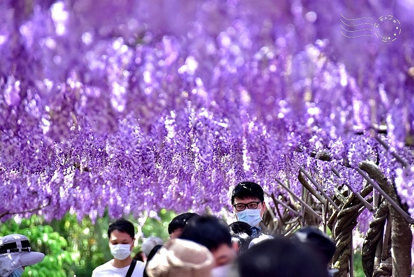 淡水紫藤咖啡園