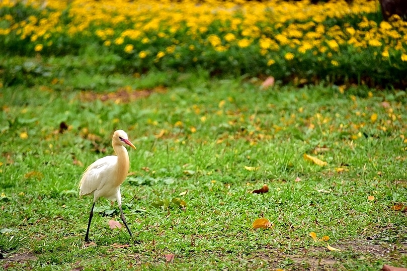 大安森林公園:黃頭鷺