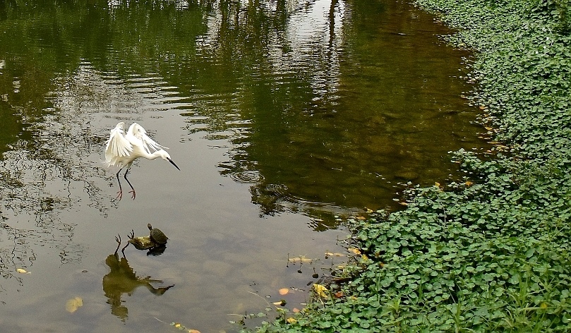 大安森林公園:小白鷺