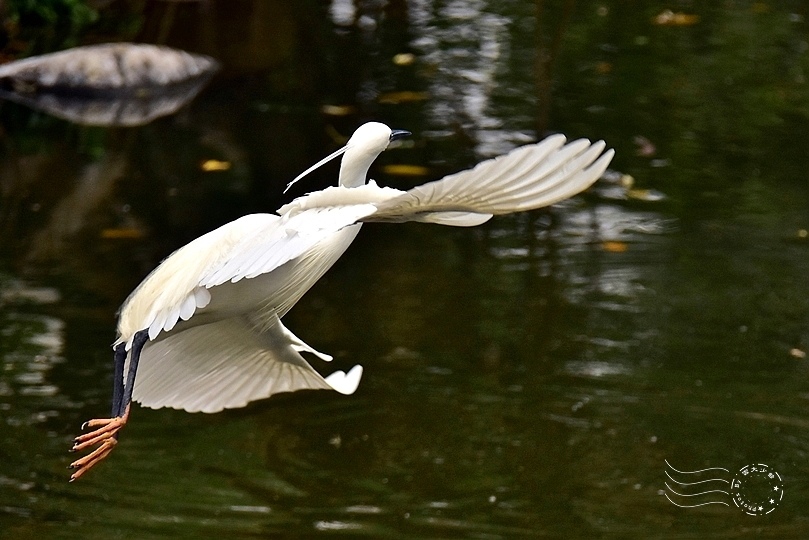 大安森林公園:小白鷺