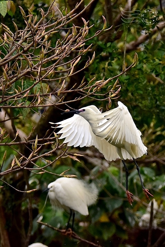 大安森林公園:小白鷺