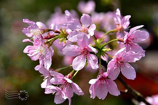 巧克力雲莊:櫻花