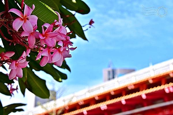 淡水金色水岸雞蛋花