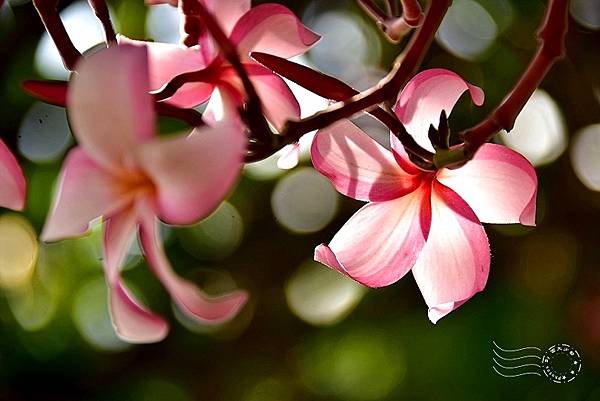 淡水金色水岸雞蛋花