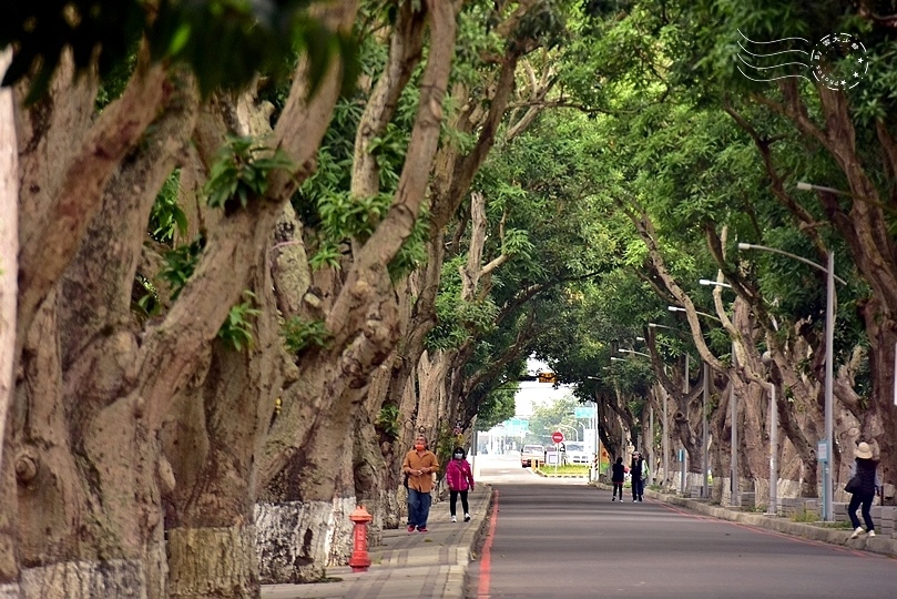 雲林古坑綠色隧道