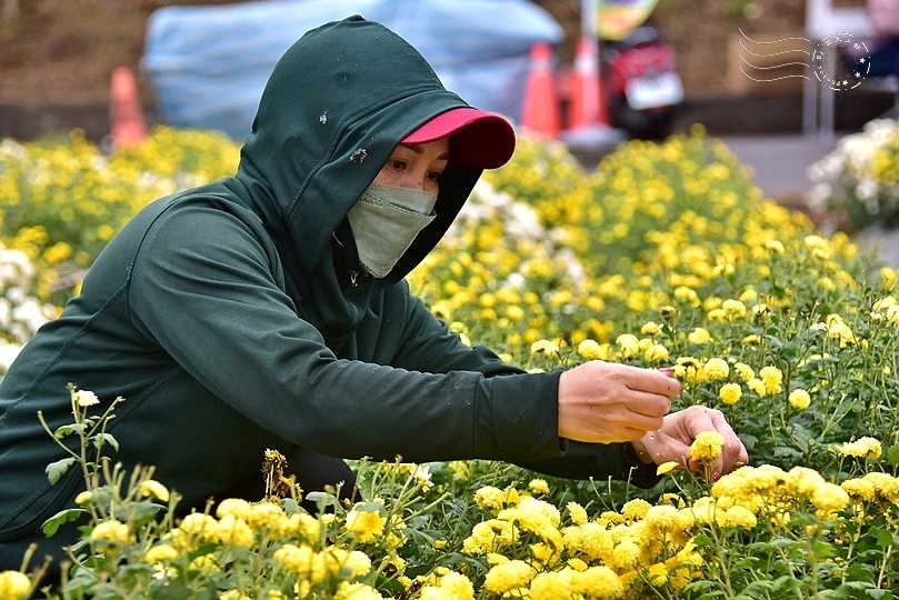 苗栗銅鑼杭菊季