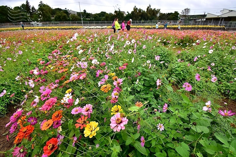 苗栗銅鑼杭菊季