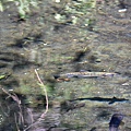 櫻花鉤吻鮭