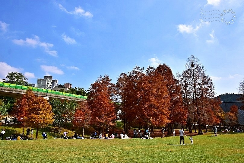 大湖公園落羽松