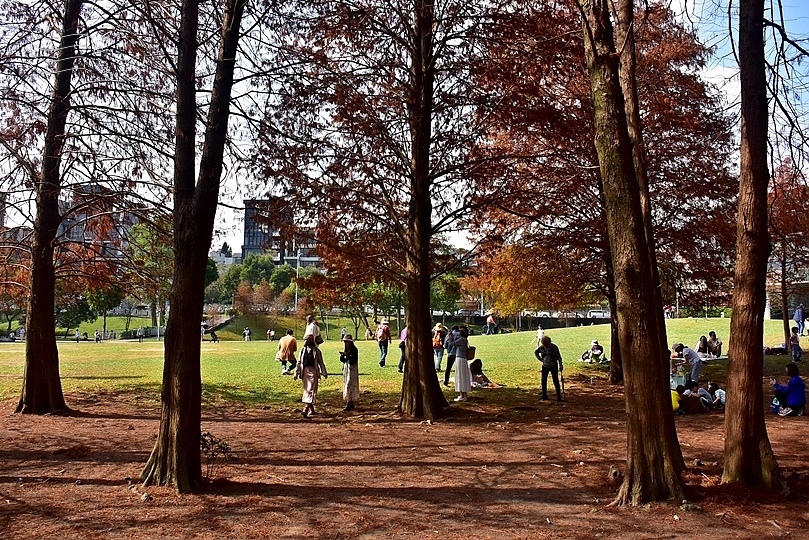 大湖公園落羽松